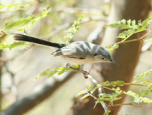 Cuban Gnatcatcher (Polioptila lembeyei), photo 6