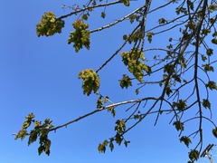 Magnoliopsida