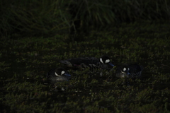 Speculanas specularis