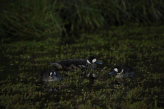 Speculanas specularis