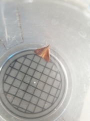 Udea daiclesalis