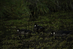 Speculanas specularis