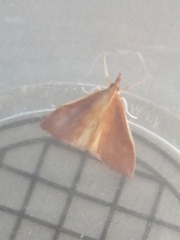Udea daiclesalis