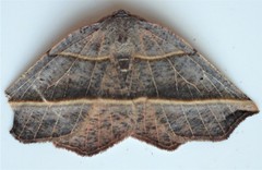 Metanema determinata