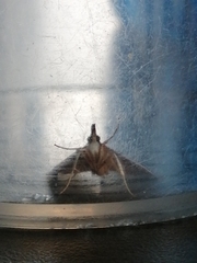 Udea daiclesalis