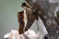 Charaxes