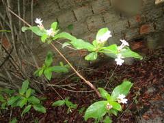 Guettarda platypoda