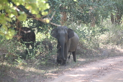 Elephas maximus maximus