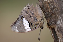 Charaxes
