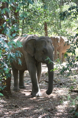 Elephas maximus maximus