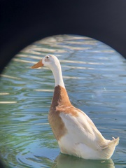 Anas platyrhynchos domesticus