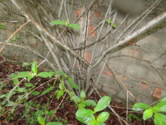 Guettarda platypoda
