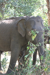 Elephas maximus maximus