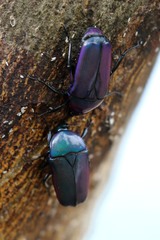 Chlorocala africana oertzeni