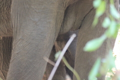 Elephas maximus maximus