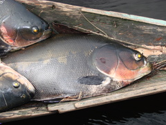 Colossoma macropomum