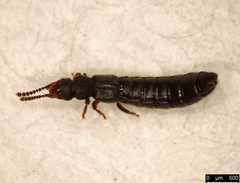 Carpelimus elongatulus