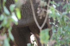 Elephas maximus maximus