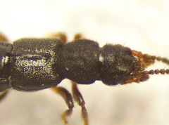 Carpelimus elongatulus