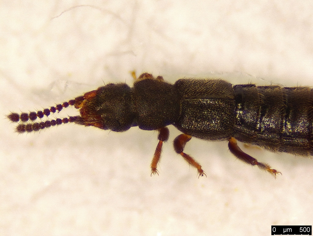 Carpelimus elongatulus