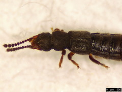 Carpelimus elongatulus