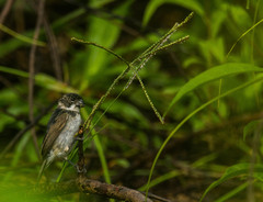 Sporophila americana