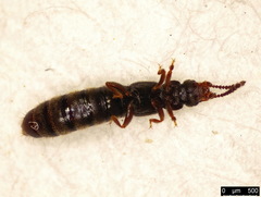 Carpelimus elongatulus