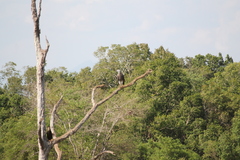 Haliaeetus ichthyaetus