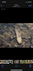 Channa aurolineata