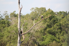 Haliaeetus ichthyaetus