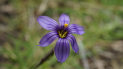 Sisyrinchium chilense