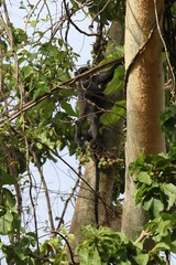 Cercopithecus mitis monoides