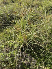 Cyperus ligularis image