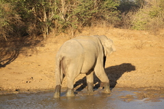 Elephas maximus maximus