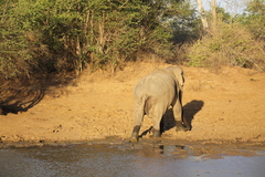 Elephas maximus maximus