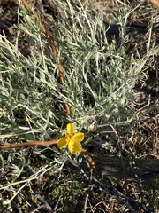 Psilostrophe cooperi