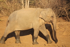 Elephas maximus maximus