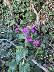 Lunaria annua