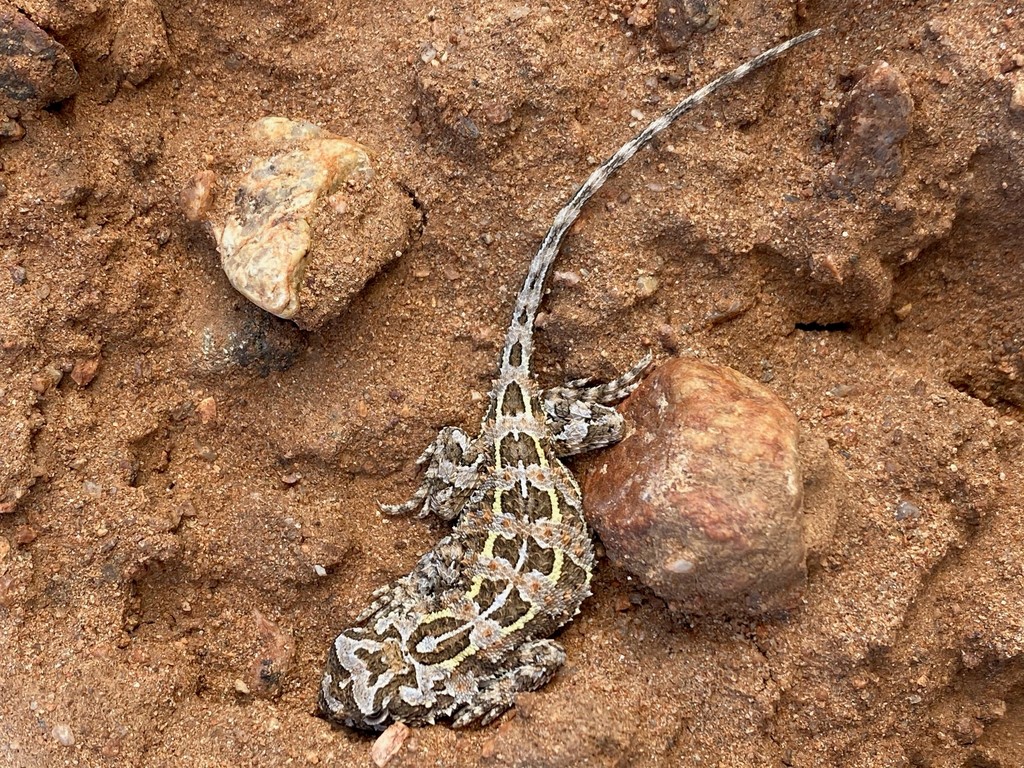 Lined Earless Dragon