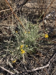 Psilostrophe cooperi