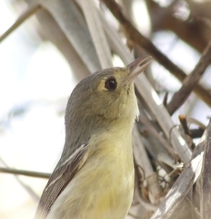 Vireo gundlachii