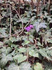 Lunaria annua