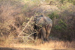 Elephas maximus maximus