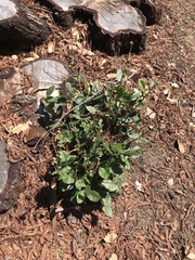 Notholithocarpus densiflorus densiflorus