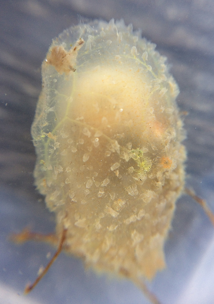 Tunicate
