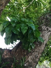 Dysoxylum spectabile