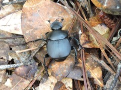 Canthon pilularius