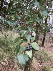 Hedera helix