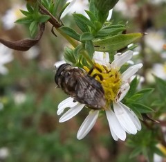 Copestylum tamaulipanum