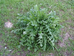 Mantisalca salmantica